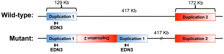 schematic_ill