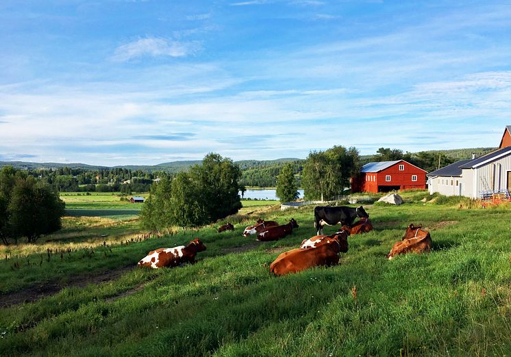 Norrländsk mjölkgård Fotograf  Johan Nydal.jpg