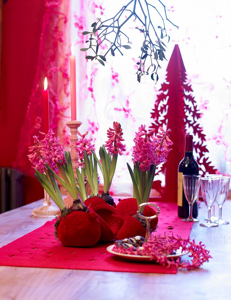 Rosa hyacint med julgran