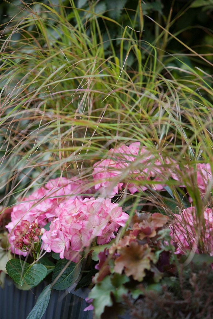 Balkonglåda med alunrot, hortensia och prydnadsgräs.