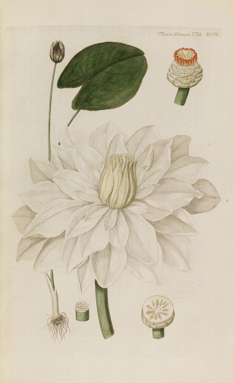 G.C. Oeder: Flora Danica. København 1761–1883. Komplet med 3240 originale håndkolorerede plancher. Vurdering: 300.000-400.000 kr. 