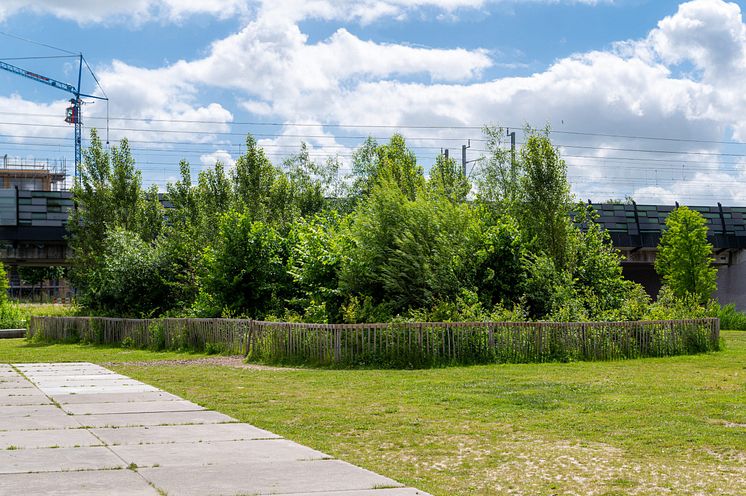 Blandskog.jpg