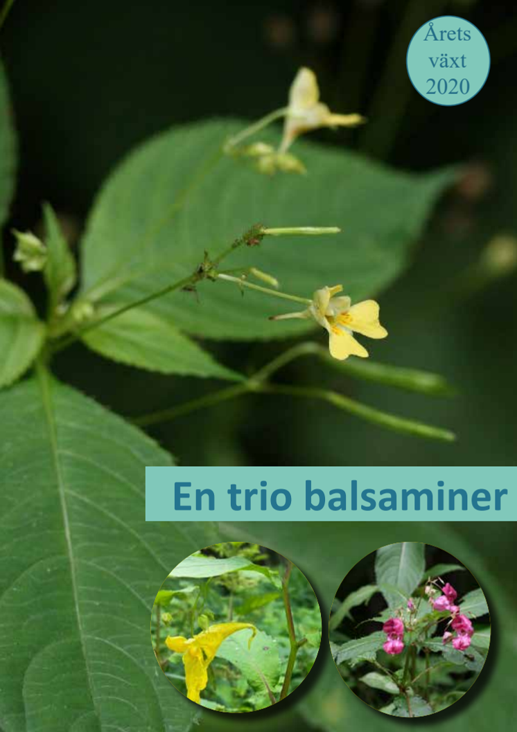 Årets växt 2020 - Balsaminer