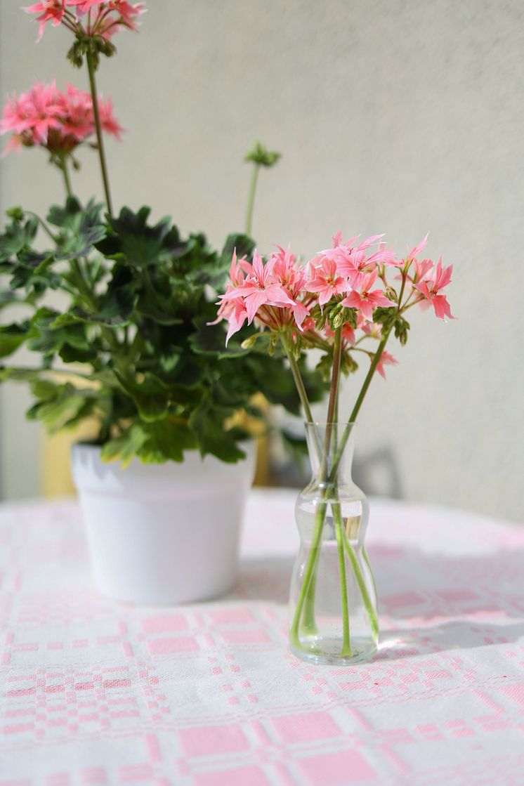 Årets Pelargon 2025 Pelargonium Summer Twist Rose foto SydGrönt (3).jpg