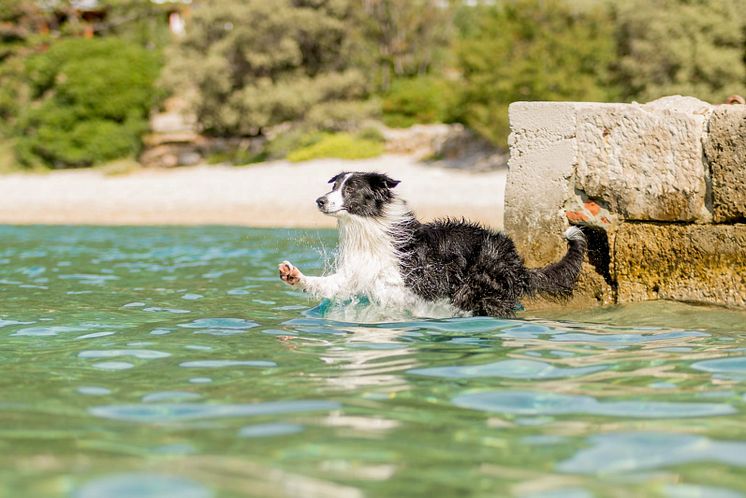 Fressnapf Sommer Hund 4.JPG