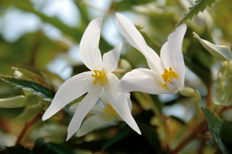 Begonia boliviensis Summerwings Boliviabegonia 