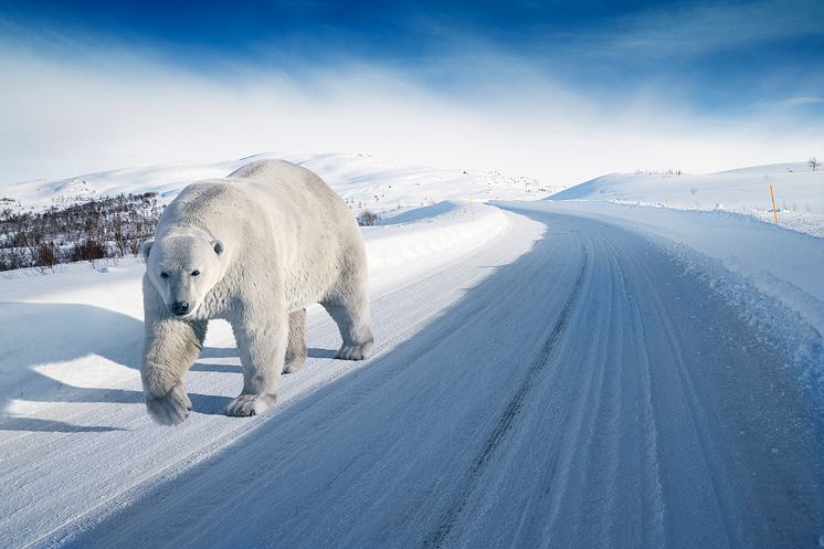 Polarvagn (björn) på vinterväg