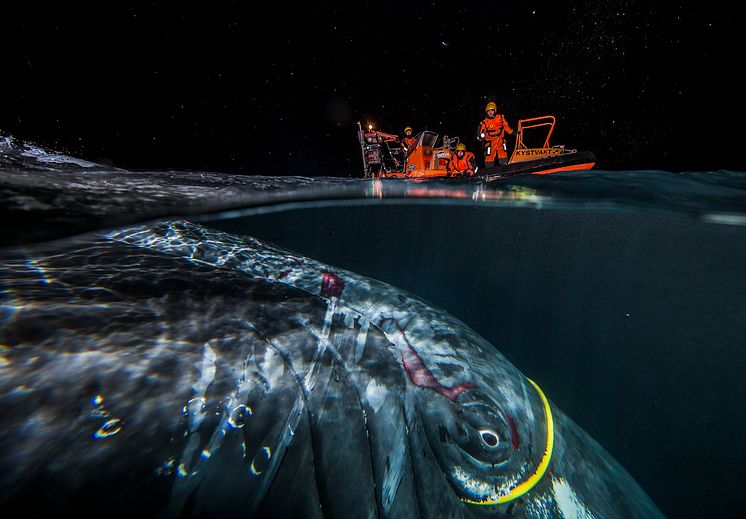 Hunpack whale attached in internet cable - Audun Rikardsen