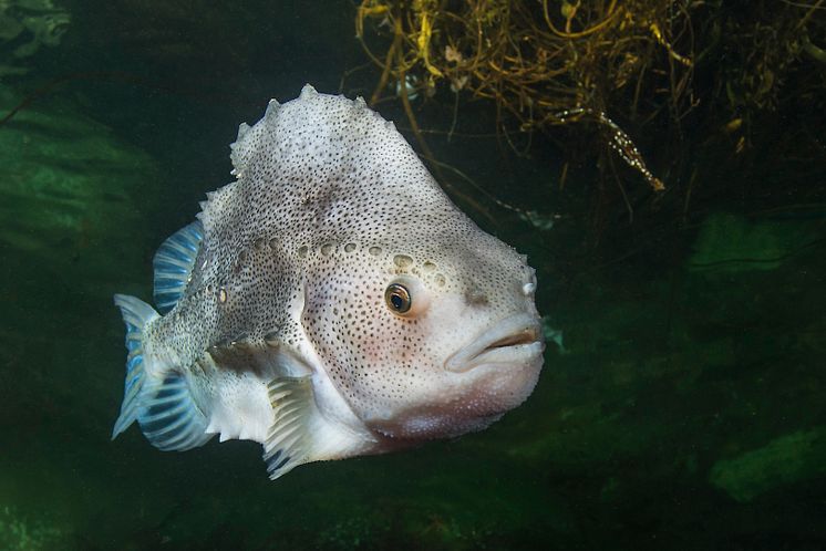 Cyclopterus lumpus - hunfisk 15-09-2012 (1)