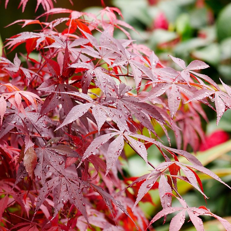 acer-palmatum-atropurpureum-514307-1shutterstock_1074860075