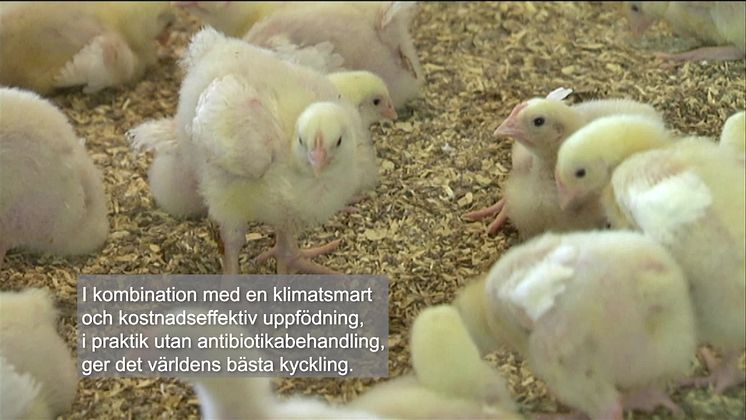Titta in till kycklingarna hos en svensk bonde