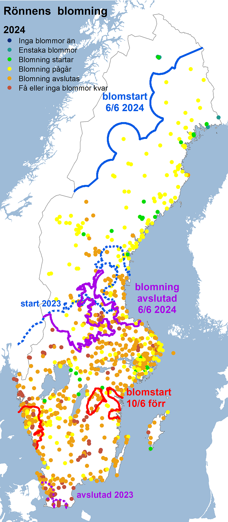 Rönnens blomning 2024.png