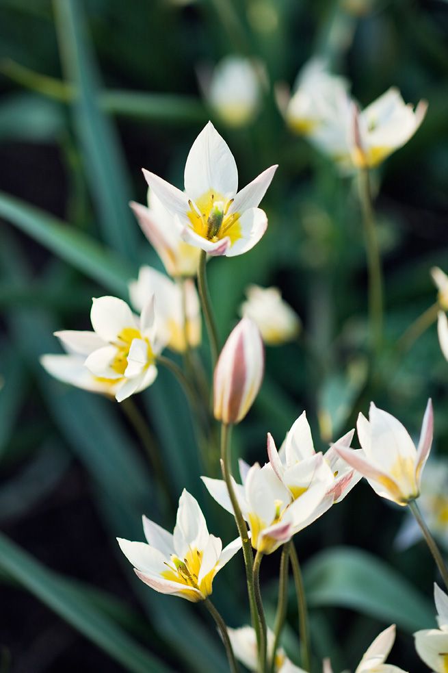 Dvärgtulpan, Tulipa turkestanica