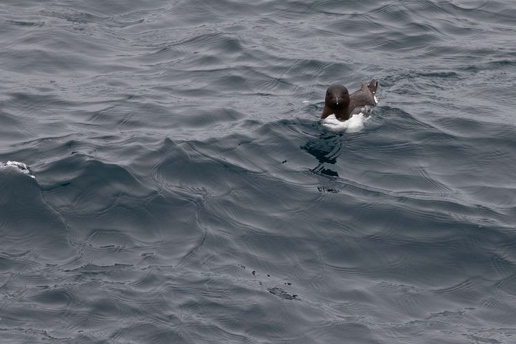 Polarlomvi The thick-billed murre or Brünnich's guillemot