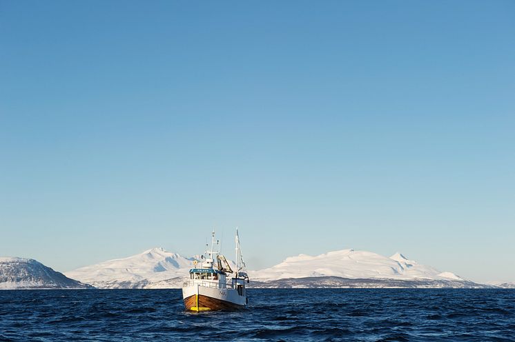 An der nordnorwegischen Küste findet Skrei ideale Bedingungen um zu laichen