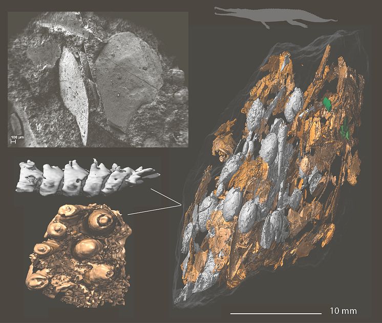 phytosaur_coprolite.jpg