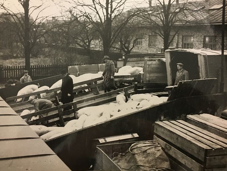 Slakthuset 1955