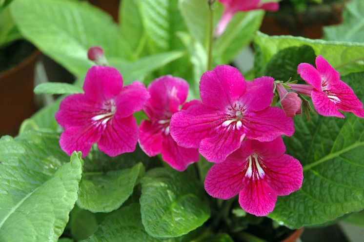 Streptocarpus Rubina
