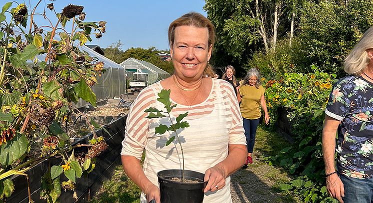 Planting a tree