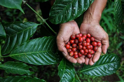 Coffee by Women