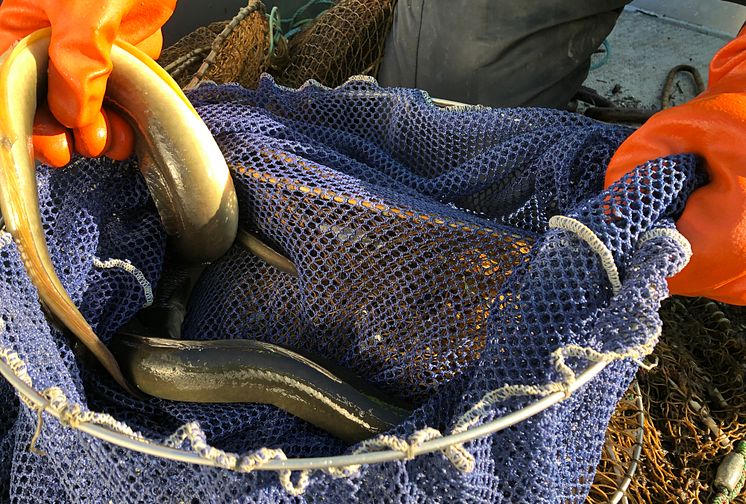 ​Fiske av ål i havet stoppas under tre månader