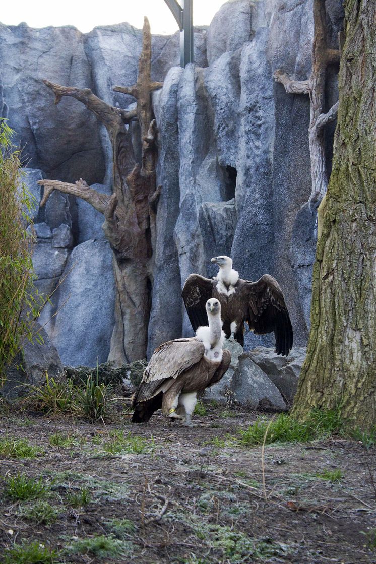 Gänsegeier im Nachbau der historischen Freiflug-Voliere im Zoo Leipzig
