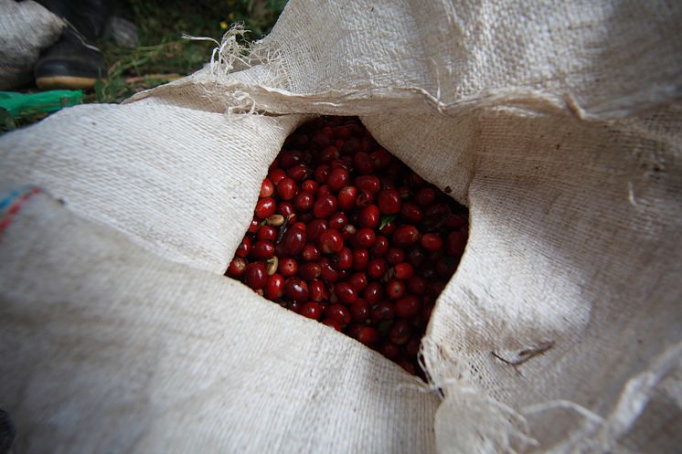 Kaffebar, Hacienda Esmeralda