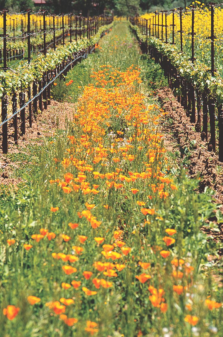 Flowers in vineyard