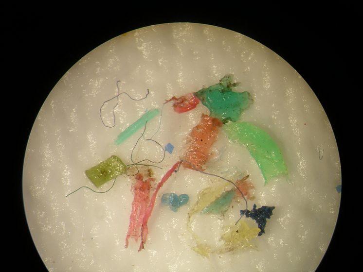 Plast från Östersjön i mikroskop