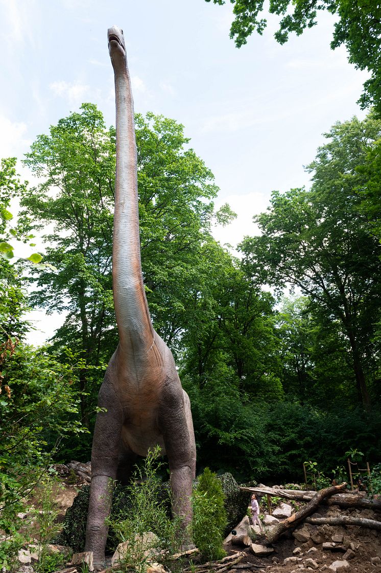 Enorma Brachiosaurusen