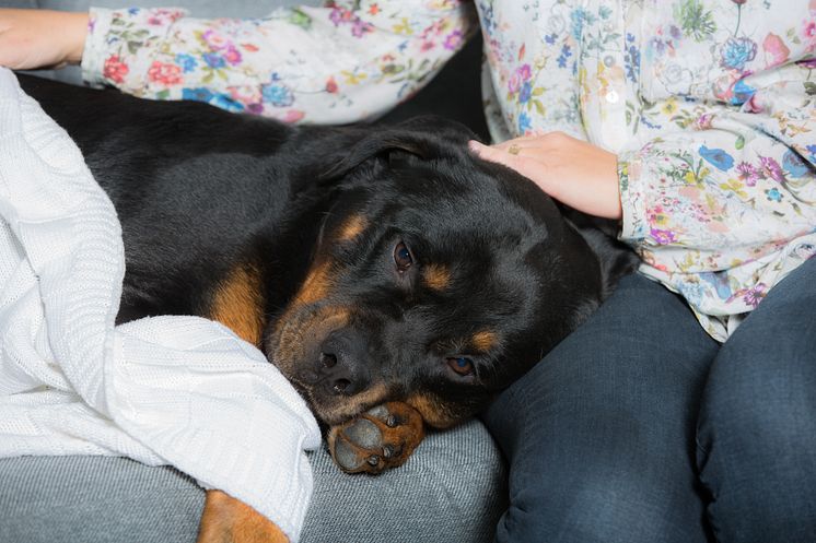 Förkyld hund