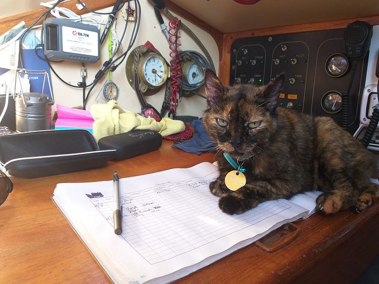 Hi-res image - Ocean Signal - Nigel Fox's cat, Stinky, was found safe and well onboard when the yacht was retrieved 30 hours later