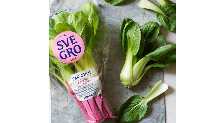 Pak Choi Svegro.tif