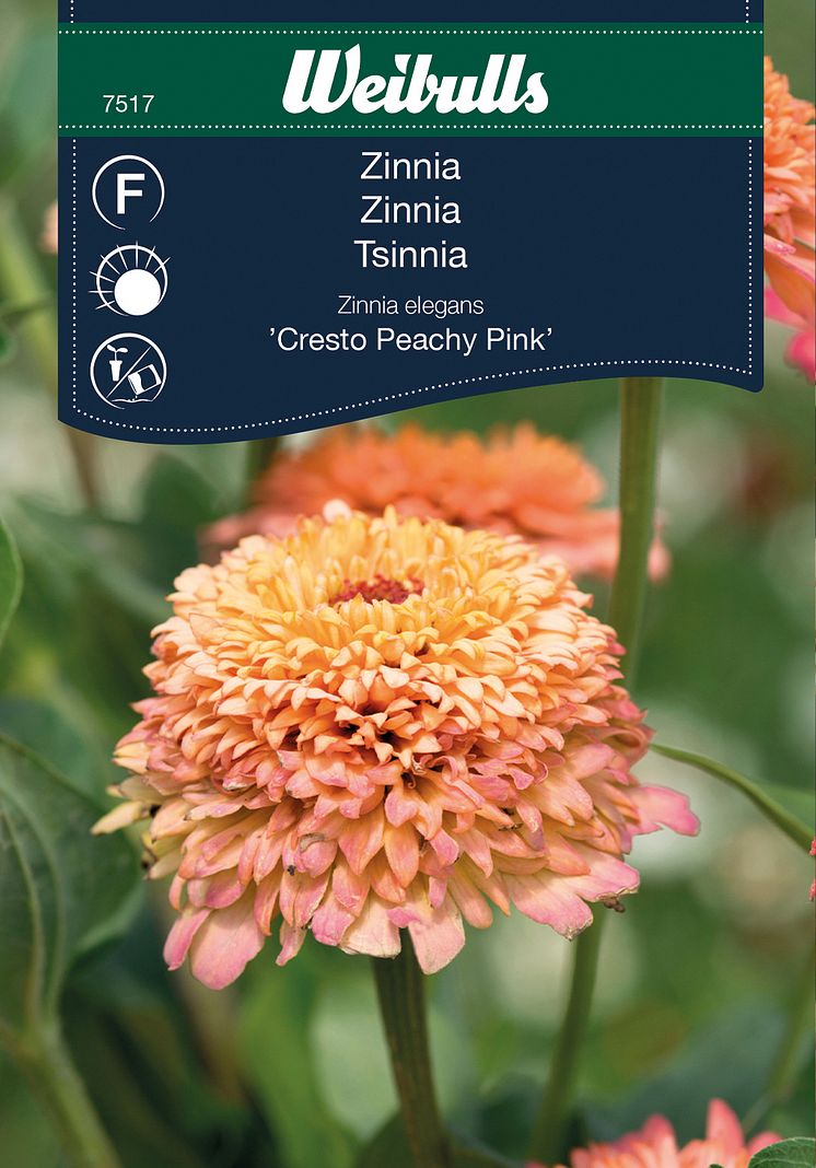 7517_zinnia