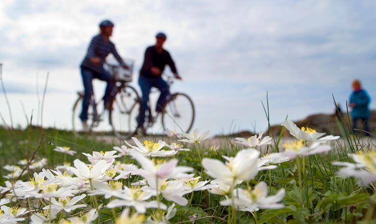 Cykla i Halland