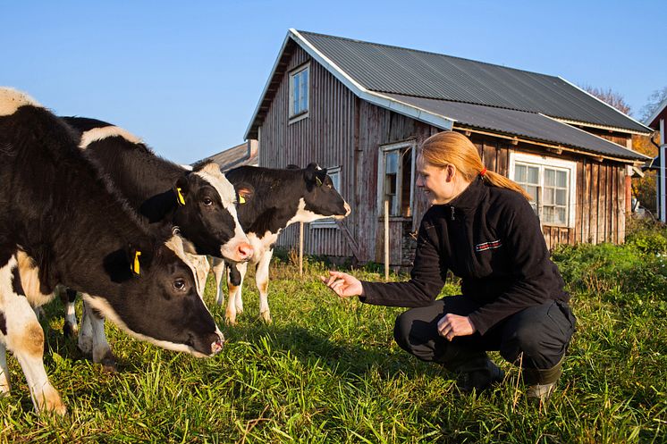 Veterinär och mjölkkor