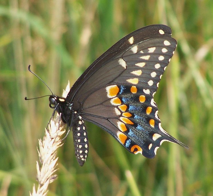 Papilio polyxenes, (c) Frank Model