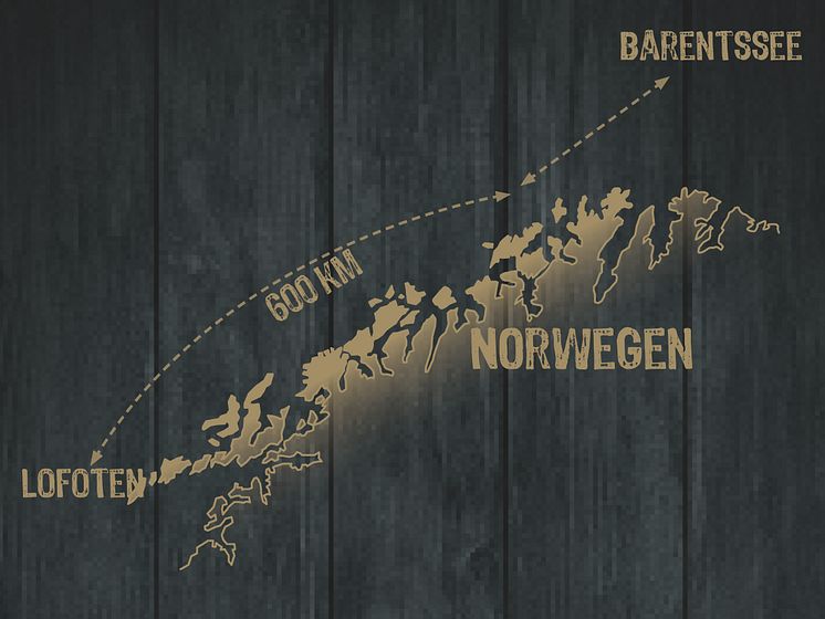 Der Skrei schwimmt jedes Jahr ganze 1.000 Kilometer von der eisigen arktischen Barentssee bis zu den etwas wärmeren Küstengewässern rund um die nordnorwegischen Lofoten-Inseln, um zu laichen.