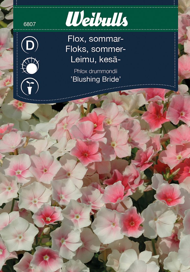 6807_flox_sommar