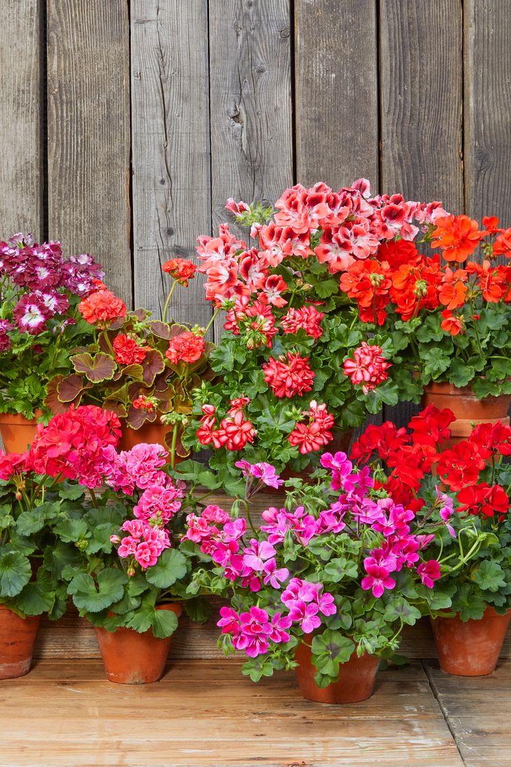 2022_Geraniums_1000_Plant_Joy_12