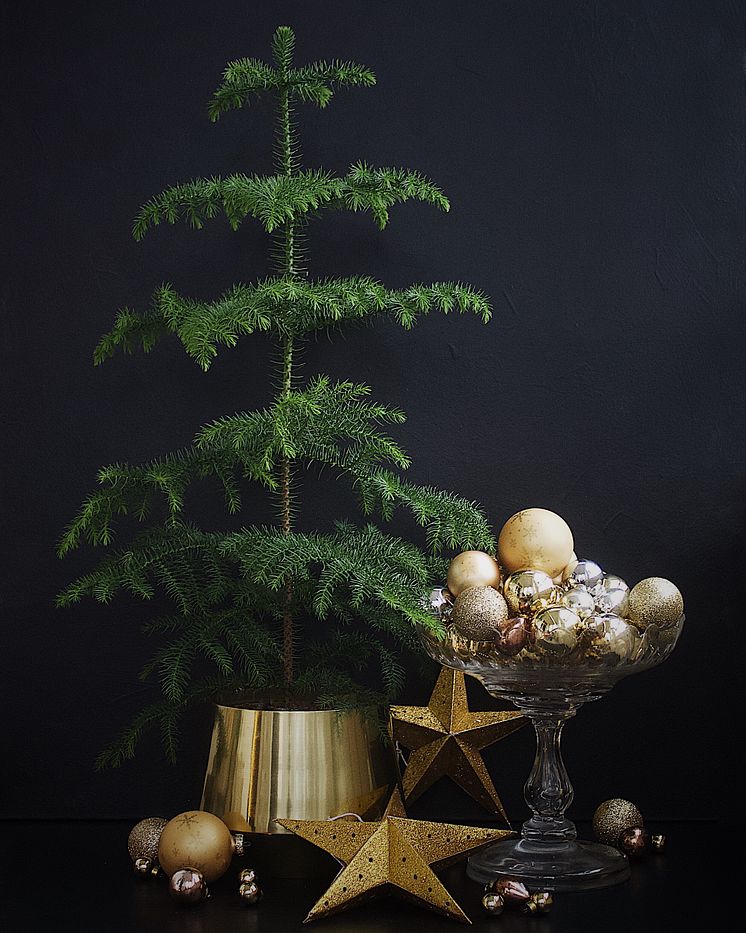 Stuegran (Araucaria)