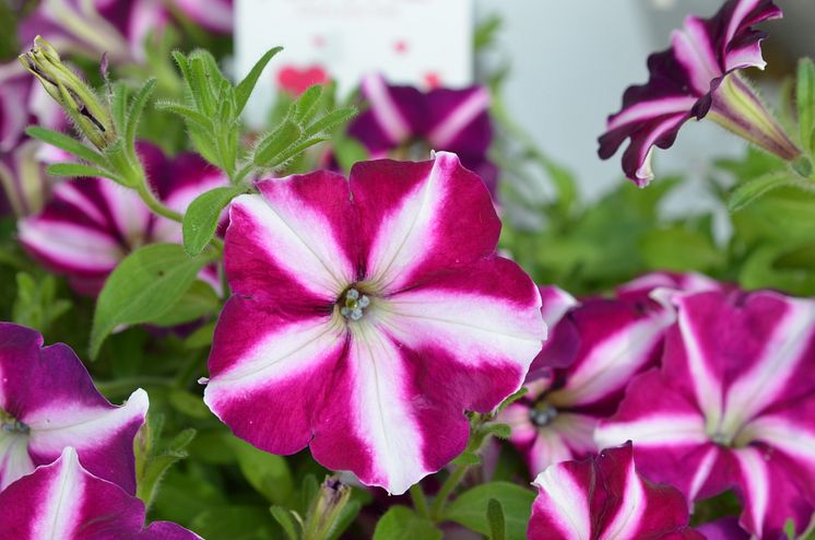 Petunia Amore Joy