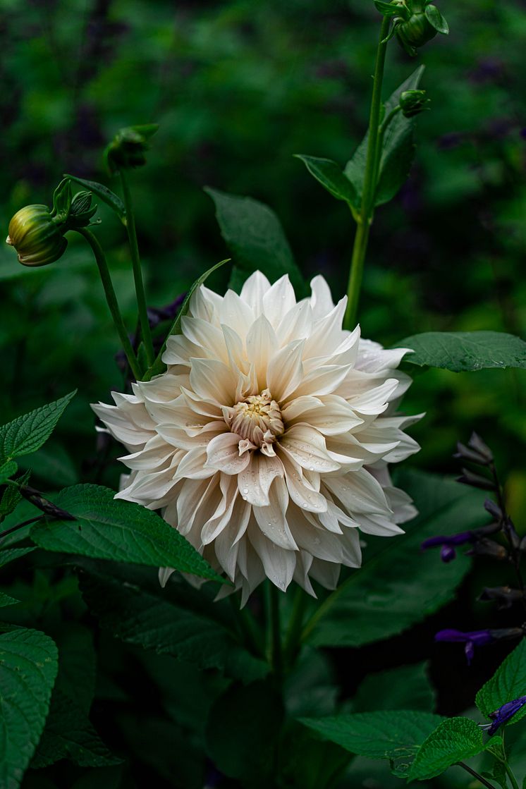 Dahlia