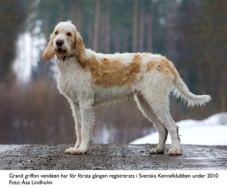 Ny ras i Sverige 2010 - grand griffon vendéen