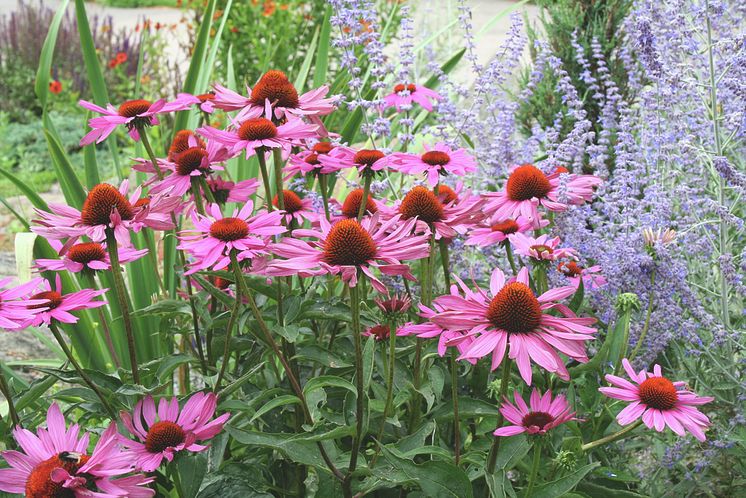 Rudbeckia