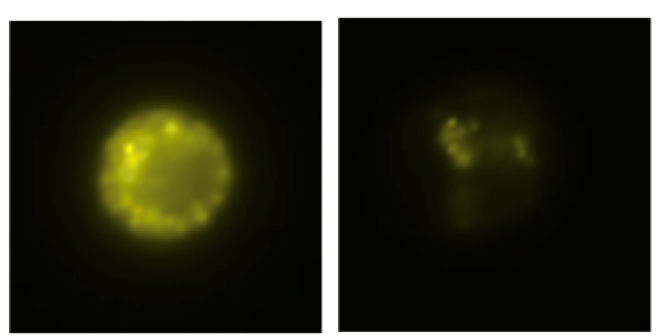 isolerad mastcell före och efter lgE-crosslinking.png