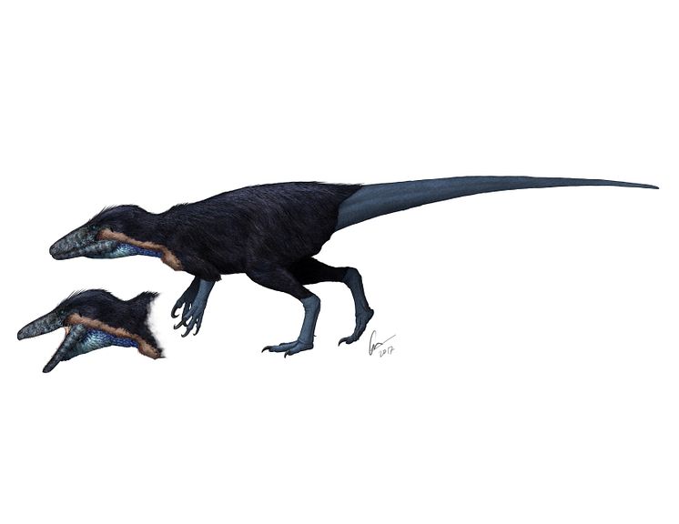 Megaraptorn Australovenator wintonensis