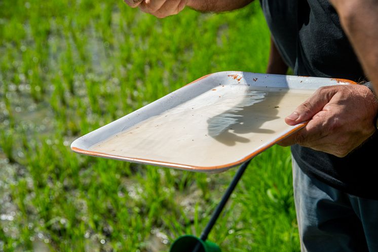 Counting mosquitoes