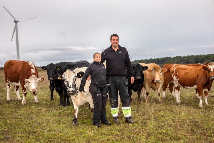 Erik Levander och Maria Eriksson på Bols Gård i Havdhem på södra Gotland deltar i Smak av Gotlands projekt Fossilfritt kött. 