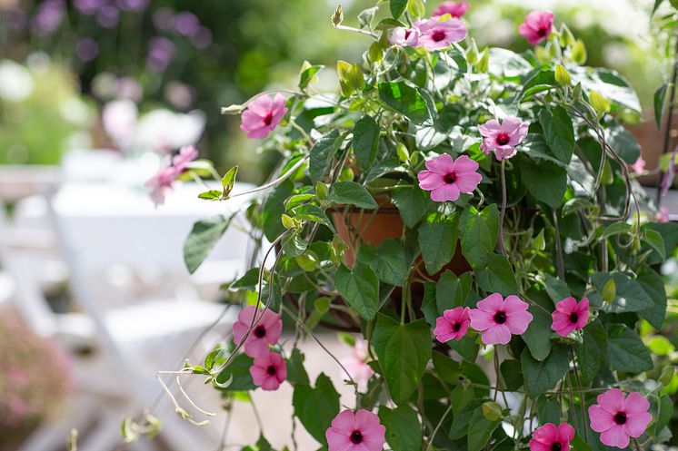 6èrets Sommarblomma 2023 Thunbergia alata Svartîga foto annikasnaturligating C